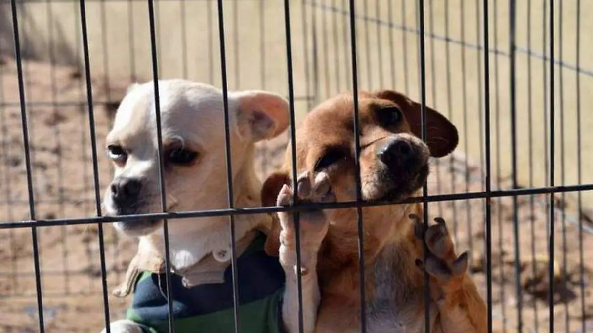 Mascotas, perritos o perros en rescate